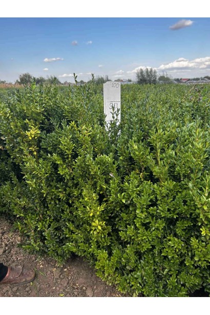 Самшит вічнозелений 